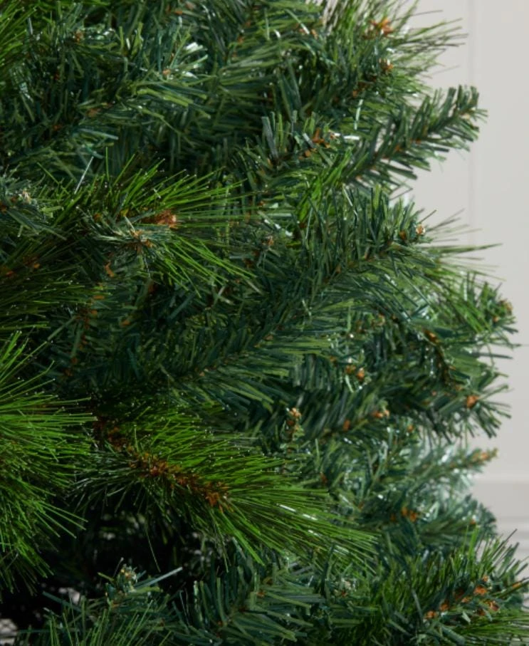Austrian Pine Live Tree – Pinus nigra – 4-6" Tall in 4" Pot – Hardy Evergreen Outdoor Plant - Image 3