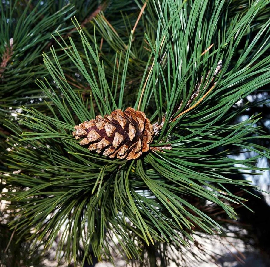 Austrian Pine Live Tree – Pinus nigra – 4-6" Tall in 4" Pot – Hardy Evergreen Outdoor Plant - Image 4