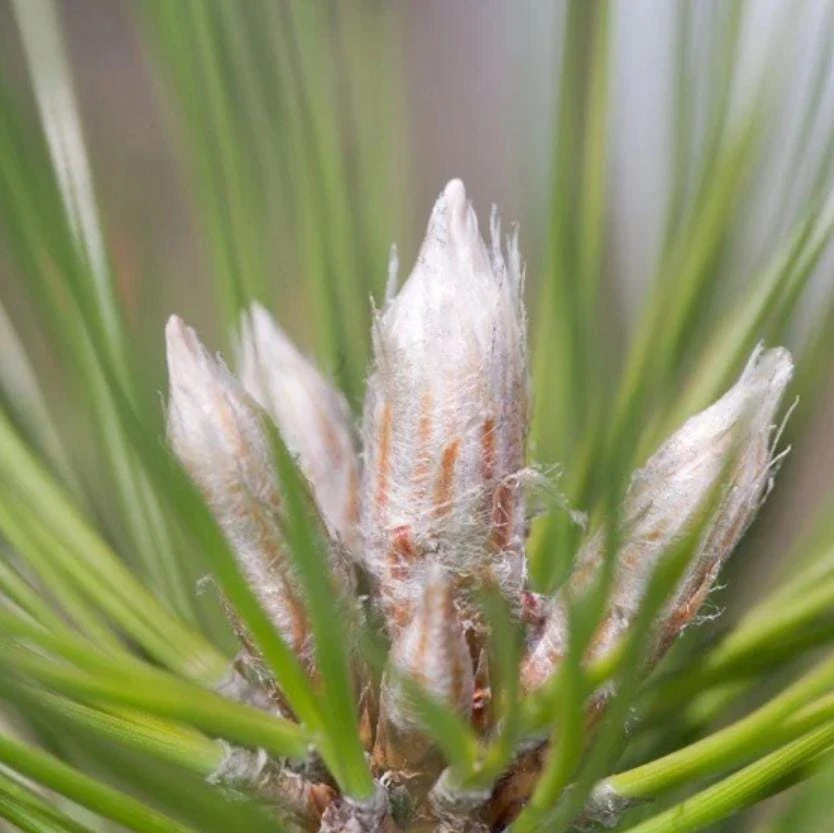 Austrian Pine Live Tree – Pinus nigra – 4-6" Tall in 4" Pot – Hardy Evergreen Outdoor Plant - Image 5