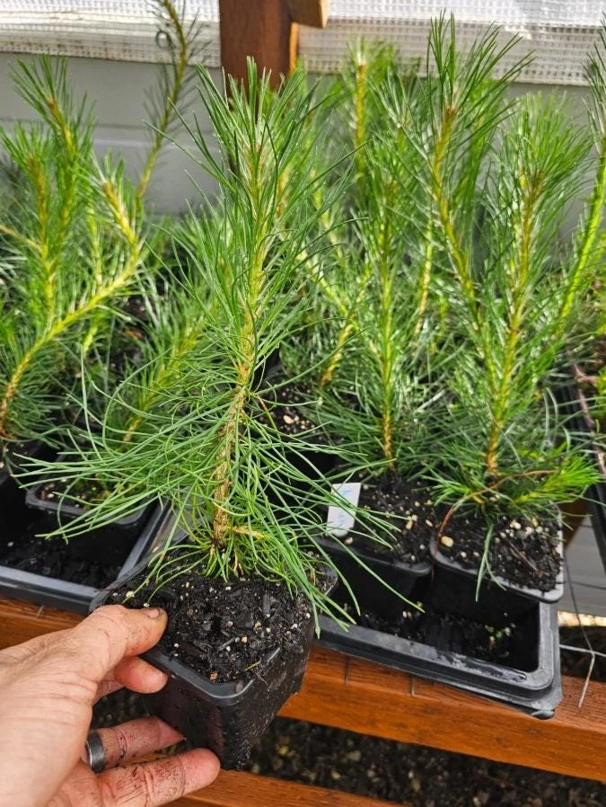 Austrian Pine Live Tree – Pinus nigra – 4-6" Tall in 4" Pot – Hardy Evergreen Outdoor Plant - Image 6