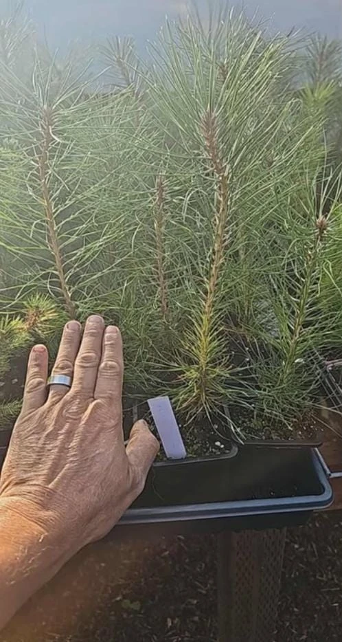Austrian Pine Live Tree – Pinus nigra – 4-6" Tall in 4" Pot – Hardy Evergreen Outdoor Plant - Image 7