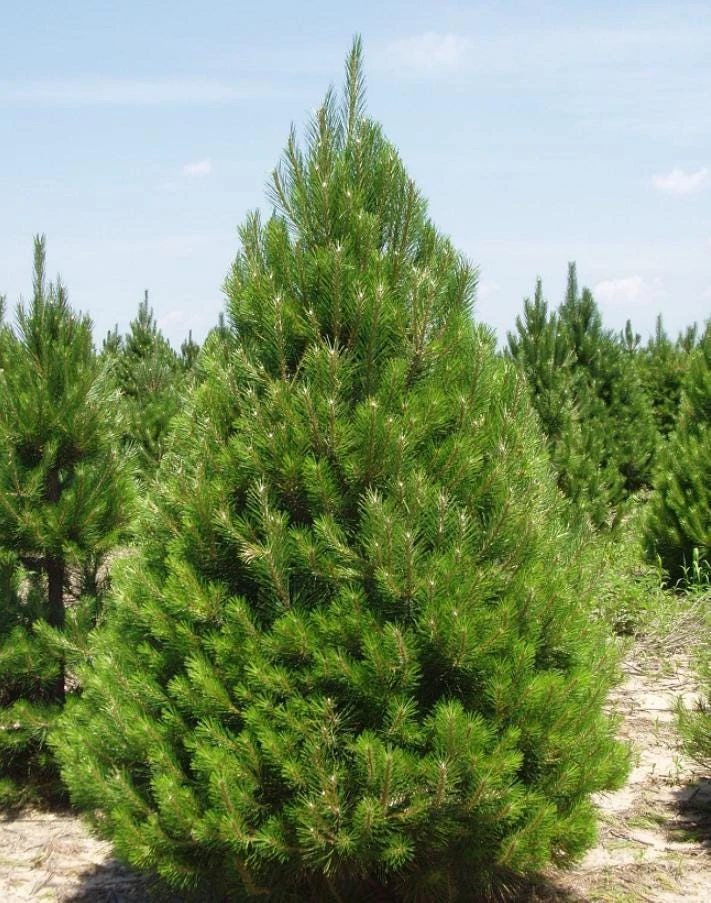Austrian Pine Live Tree – Pinus nigra – 4-6" Tall in 4" Pot – Hardy Evergreen Outdoor Plant - Image 1