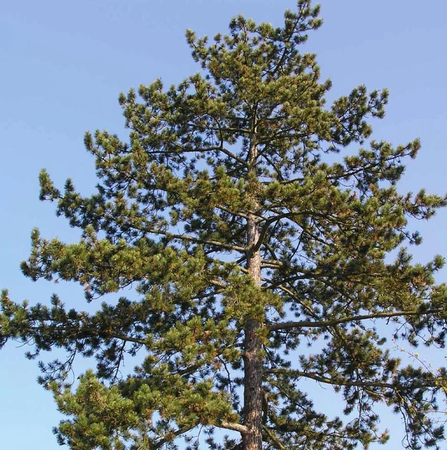 Austrian Pine Live Tree – Pinus nigra – 4-6" Tall in 4" Pot – Hardy Evergreen Outdoor Plant - Image 8