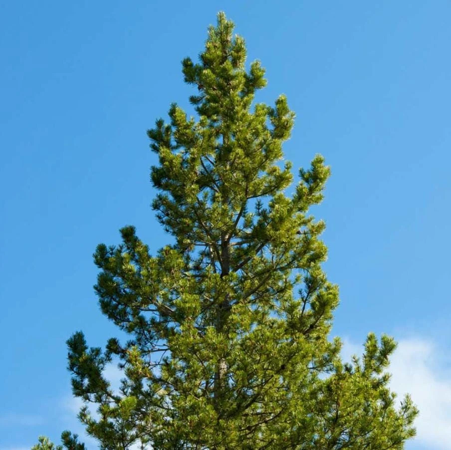Austrian Pine Live Tree – Pinus nigra – 4-6" Tall in 4" Pot – Hardy Evergreen Outdoor Plant - Image 9