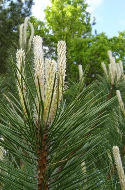 Austrian Pine Tree Live Plant – Evergreen Conifer – 3 Inch Pot – Hardy Outdoor Tree - Image 10