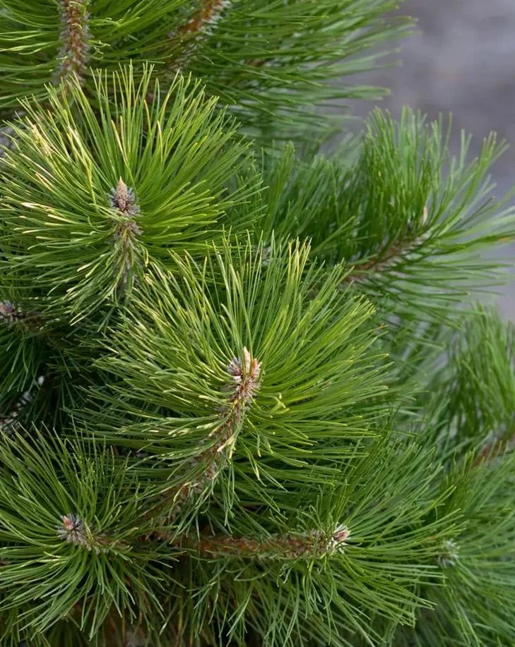 Austrian Pine Tree Live Plant – Evergreen Conifer – 3 Inch Pot – Hardy Outdoor Tree - Image 11