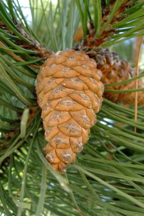 Austrian Pine Tree Live Plant – Evergreen Conifer – 3 Inch Pot – Hardy Outdoor Tree - Image 2