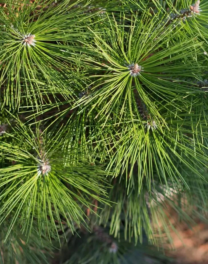 Austrian Pine Tree Live Plant – Evergreen Conifer – 3 Inch Pot – Hardy Outdoor Tree - Image 3