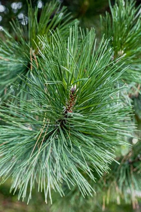 Austrian Pine Tree Live Plant – Evergreen Conifer – 3 Inch Pot – Hardy Outdoor Tree - Image 4
