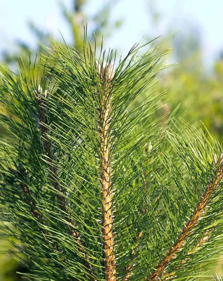 Austrian Pine Tree Live Plant – Evergreen Conifer – 3 Inch Pot – Hardy Outdoor Tree - Image 5