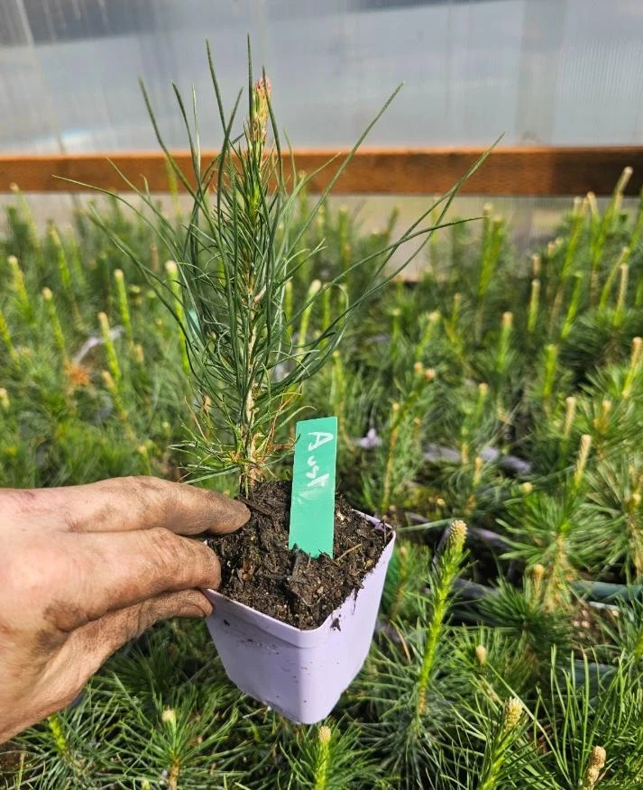 Austrian Pine Tree Live Plant – Evergreen Conifer – 3 Inch Pot – Hardy Outdoor Tree - Image 6