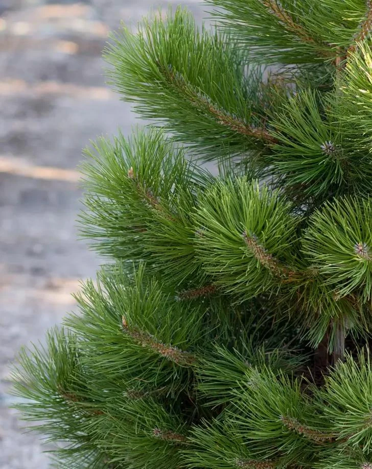 Austrian Pine Tree Live Plant – Evergreen Conifer – 3 Inch Pot – Hardy Outdoor Tree - Image 7