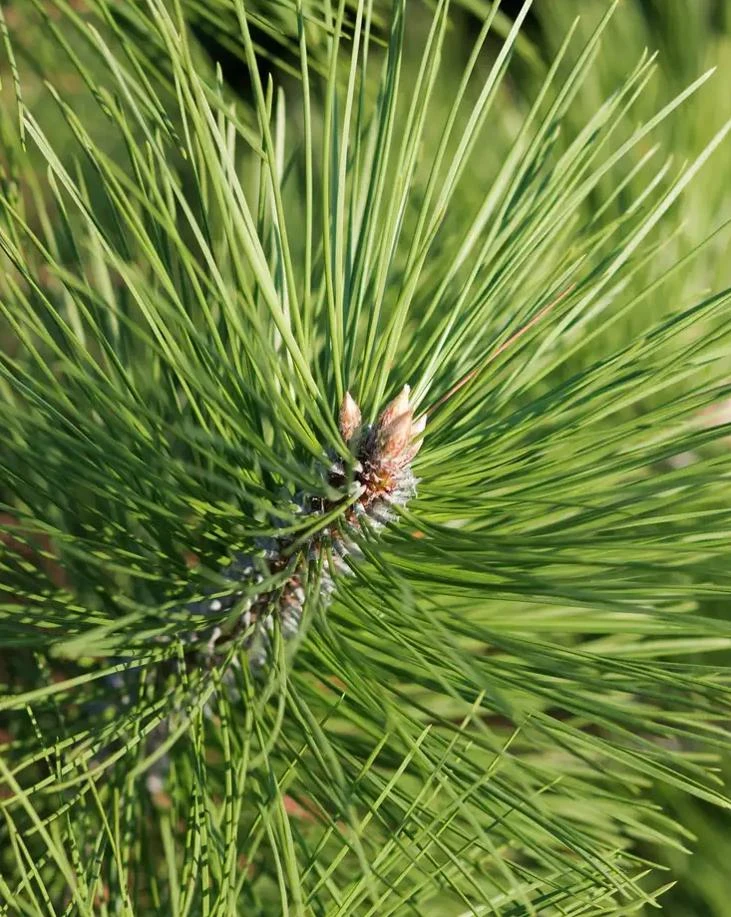 Austrian Pine Tree Live Plant – Evergreen Conifer – 3 Inch Pot – Hardy Outdoor Tree - Image 8