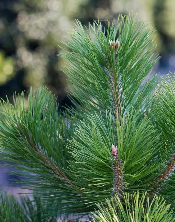 Austrian Pine Tree Live Plant – Evergreen Conifer – 3 Inch Pot – Hardy Outdoor Tree - Image 9