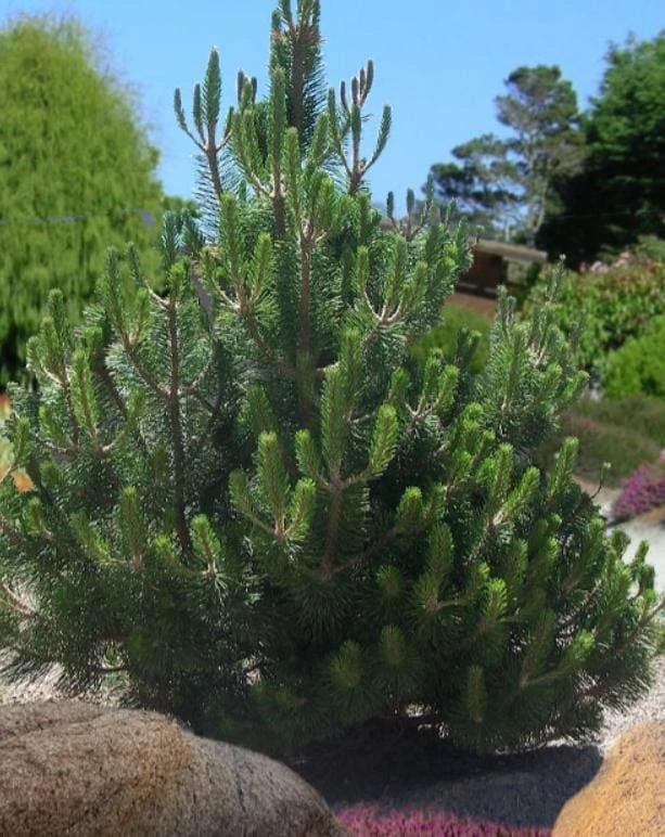 Austrian Pine Tree Live Plant – Evergreen Conifer – 3 Inch Pot – Hardy Outdoor Tree - Image 1