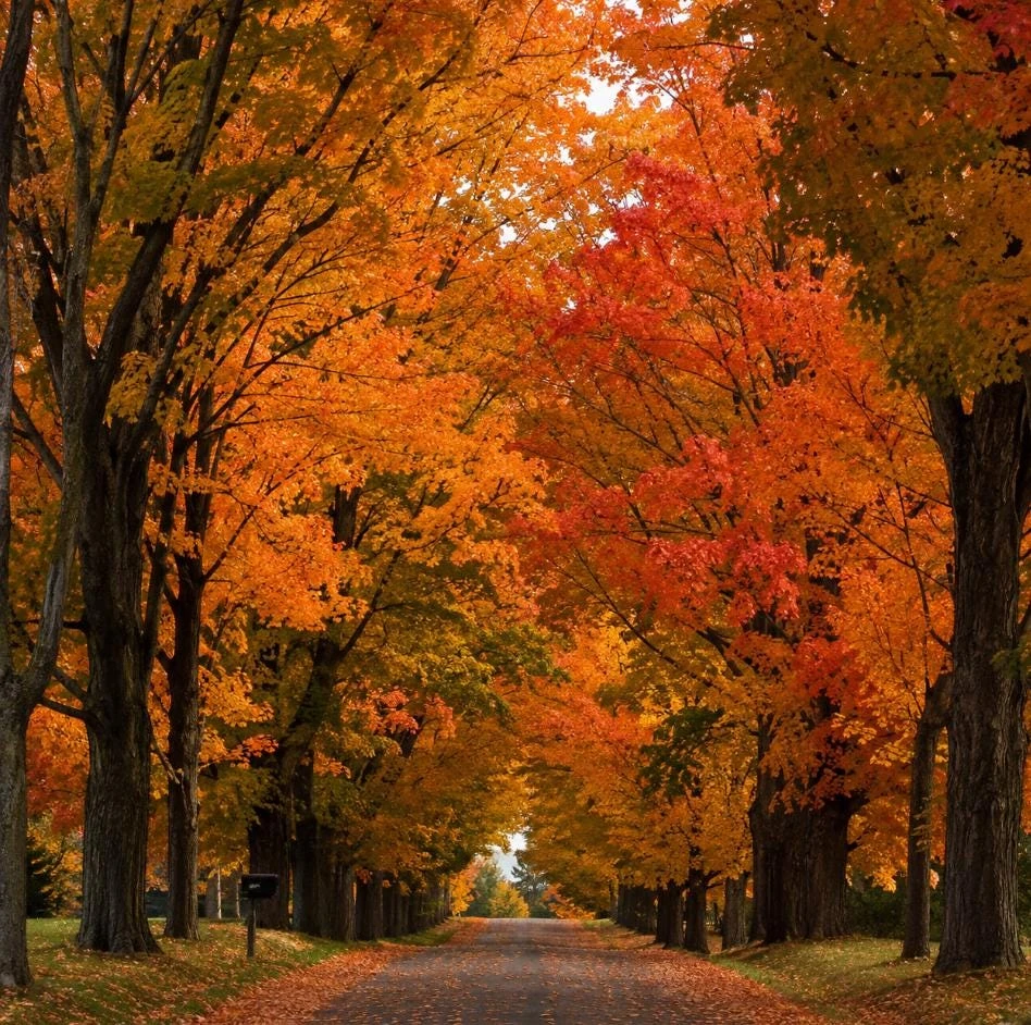 Autumn Blaze Maple Live Tree Plant, 10-18" Tall, Brilliant Fall Color, QT Pot - Image 1