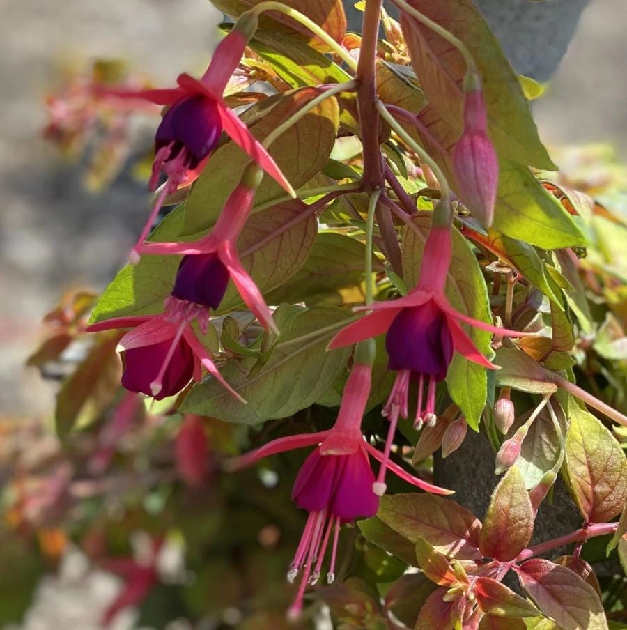 Autumnale Fuchsia Live Plant – 5" Pot – Small Shrub 10-14" Tall – Red & Purple Flowers - Image 1