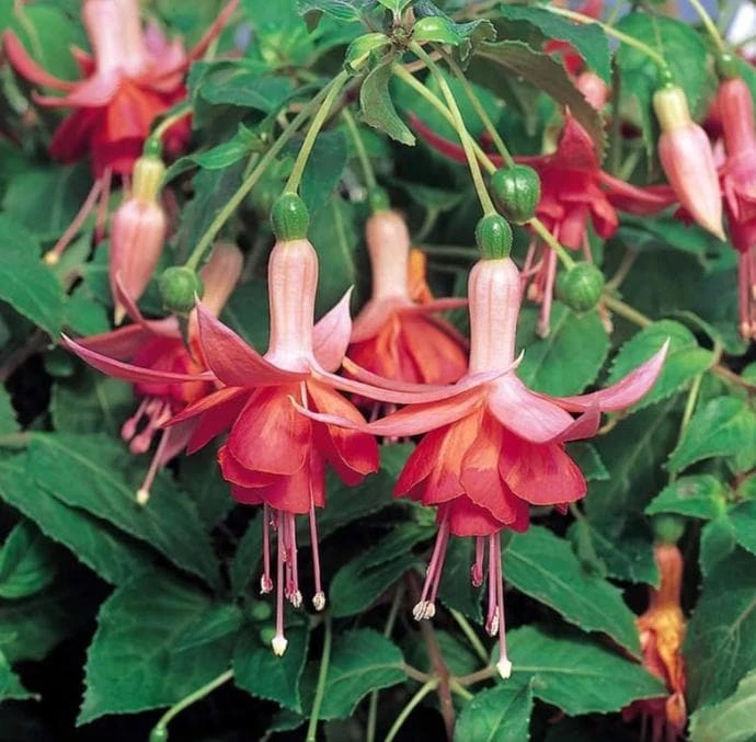 Autumnale Fuchsia Live Plants - Set of 2, 5" Pots, 10-14" Tall, Red/Purple - Image 1