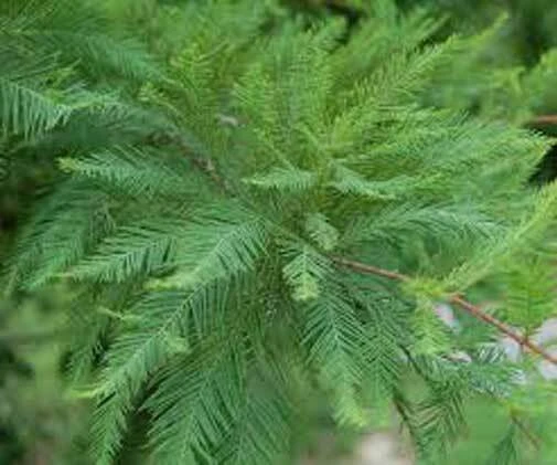 Bald Cypress Seeds - Taxodium distichum Tree Seeds, 10 Count, Outdoor - Image 1