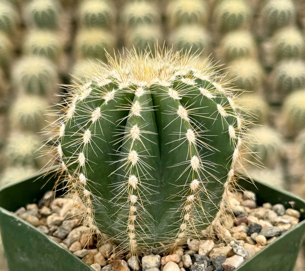 Balloon Cactus (Parodia Magnifica) Live Plant – 4 inch Pot – Indoor/Outdoor Succulent - Image 1