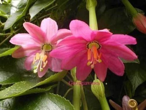 Banana Passionfruit Seeds - Passiflora Mollissima - 10 Count - Image 1