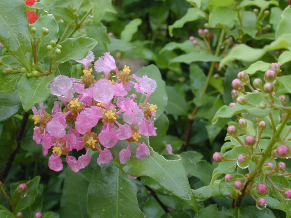 Barbados Cherry Live Plant - Malpighia glabra - 1 Gallon Pot - Edible Fruit Shrub - Image 1