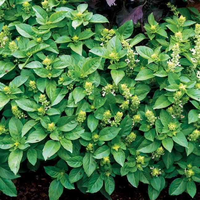 Basil Marsellie French Basil Seeds - 10 Seeds - Fragrant Culinary Herb - Image 2