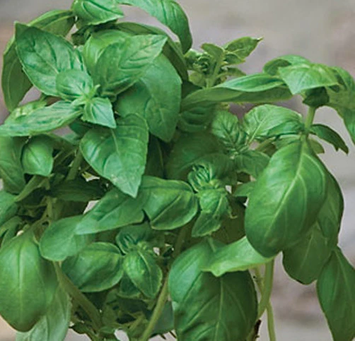 Basil Marsellie French Basil Seeds - 10 Seeds - Fragrant Culinary Herb - Image 1