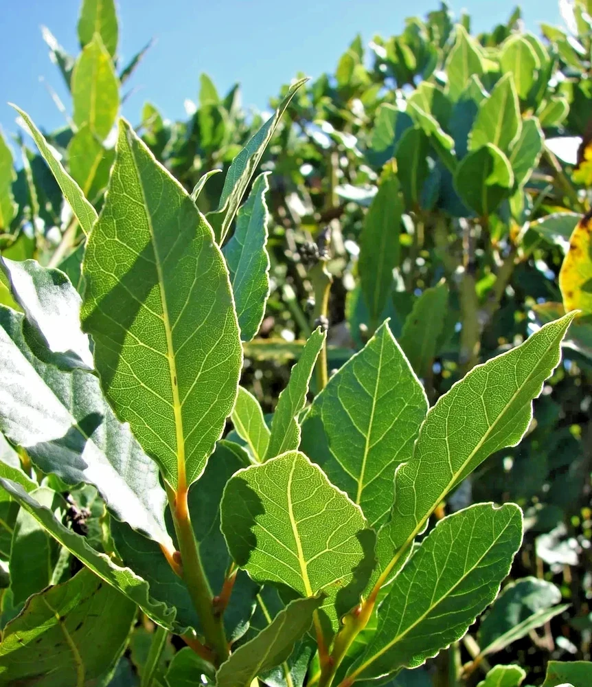 Bay Laurel Live Plant (5-7 Inches Tall) - Laurus Nobilis Culinary Herb - Image 1