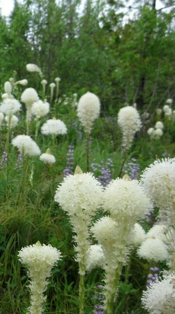 Beargrass Seeds (Xerophyllum tenax) - 10 Perennial Seeds for Outdoor Gardens - Image 2