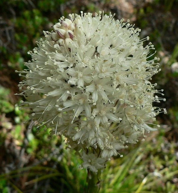 Beargrass Seeds (Xerophyllum tenax) - 10 Perennial Seeds for Outdoor Gardens - Image 1