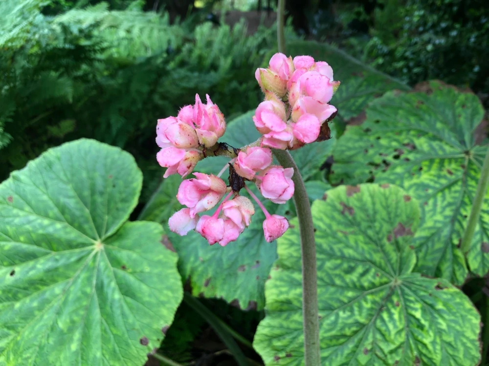 Begonia Fusca Giant Leaf Begonia Seeds - Rare Plant, 30 Count - Image 2