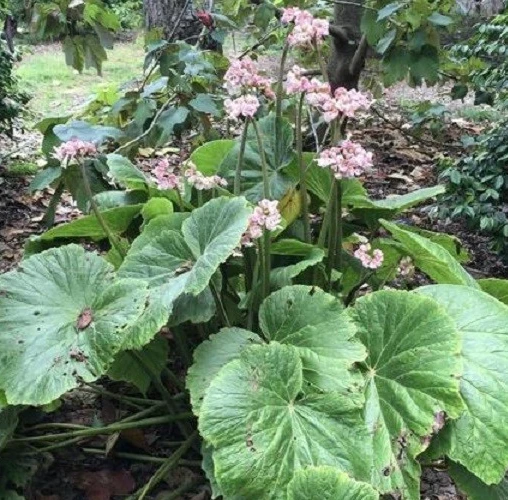 Begonia Fusca Giant Leaf Begonia Seeds - Rare Plant, 30 Count - Image 3