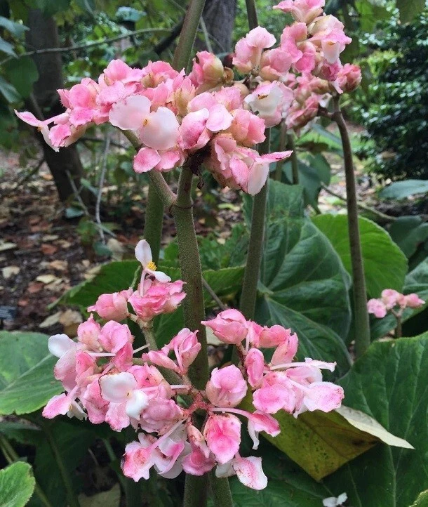Begonia Fusca Giant Leaf Begonia Seeds - Rare Plant, 30 Count - Image 1