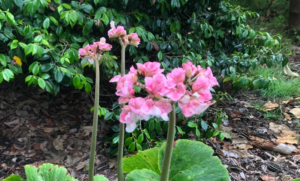 Begonia Fusca Giant Leaf Begonia Seeds - Rare Plant, 30 Count - Image 4