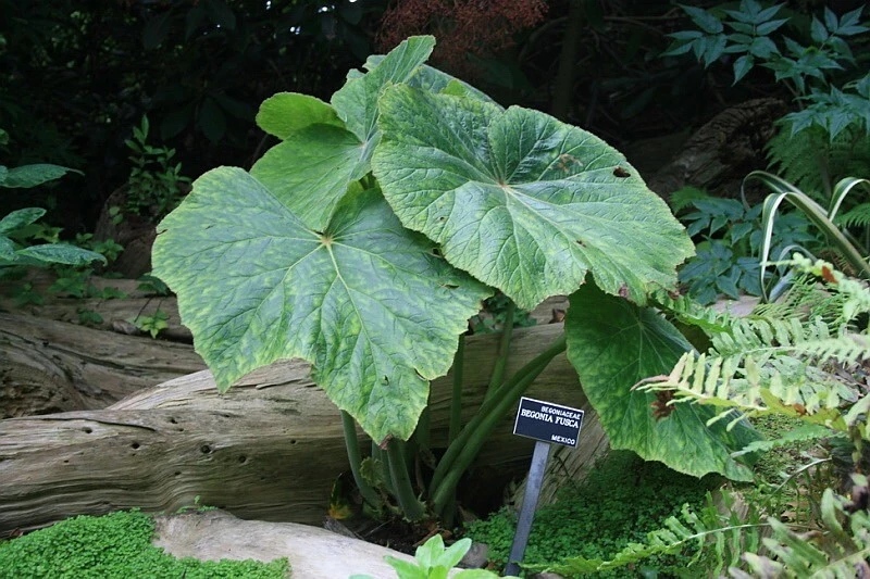 Begonia Fusca Giant Leaf Begonia Seeds - Rare Plant, 30 Count - Image 5