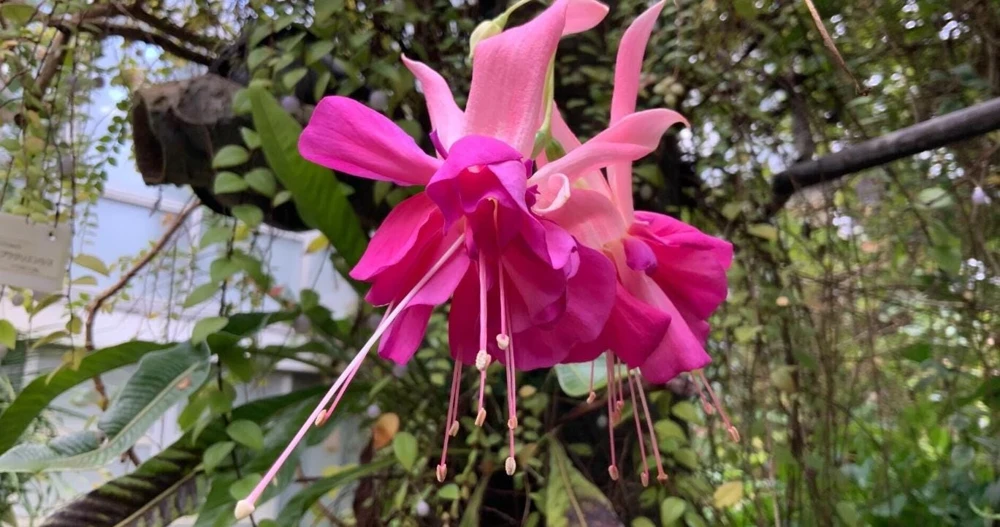 Bella Rosella Fuchsia Live Plant - 2 Pink Flowering Plants, 5" Pot, Shade Loving - Image 2