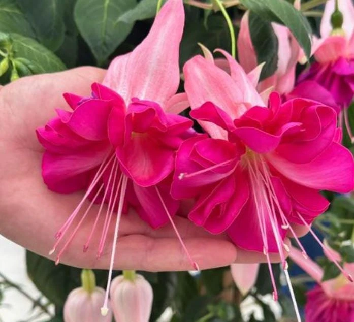 Bella Rosella Fuchsia Live Plant - 2 Pink Flowering Plants, 5" Pot, Shade Loving - Image 3