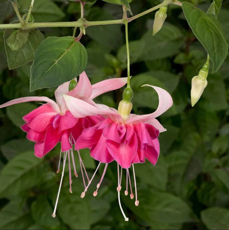 Bella Rosella Fuchsia Live Plant - 2 Pink Flowering Plants, 5" Pot, Shade Loving - Image 1