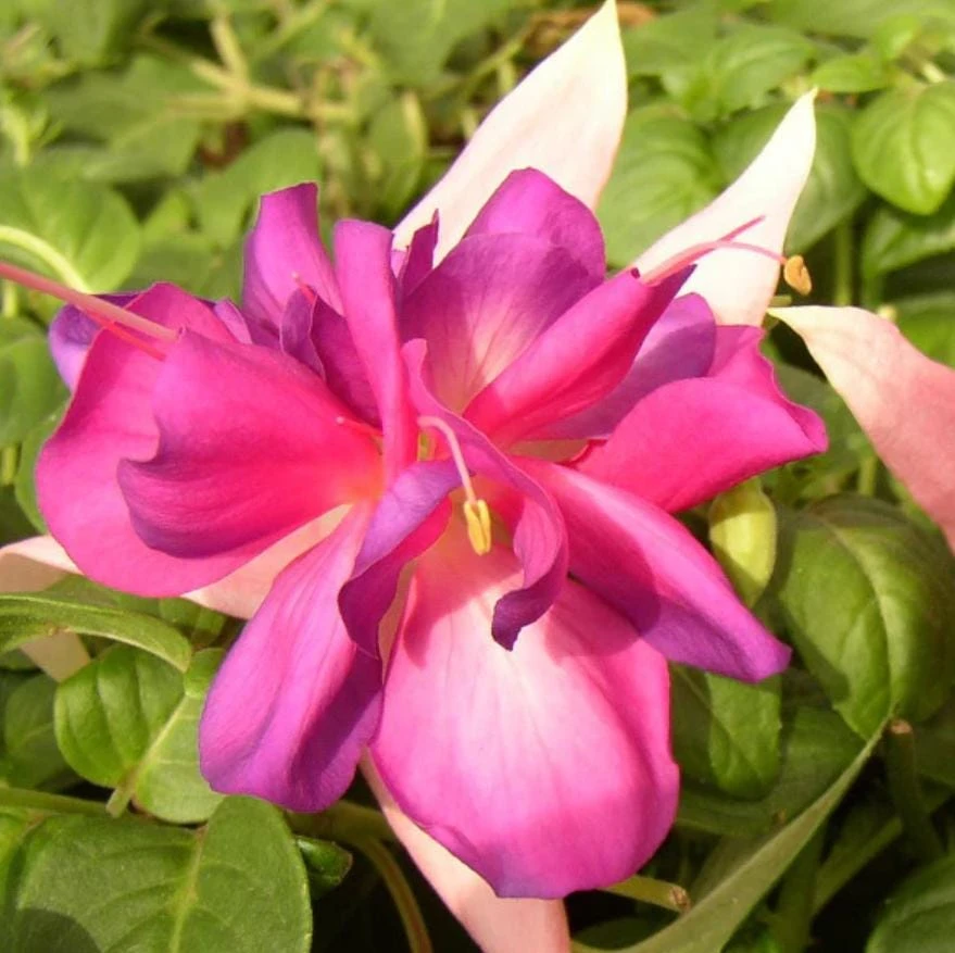Bella Rosella Fuchsia Live Plant - 2 Pink Flowering Plants, 5" Pot, Shade Loving - Image 4