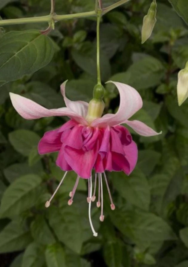 Bella Rosella Fuchsia Live Plant – 5" Pot – Pink Flowering Shade Plant - Image 2