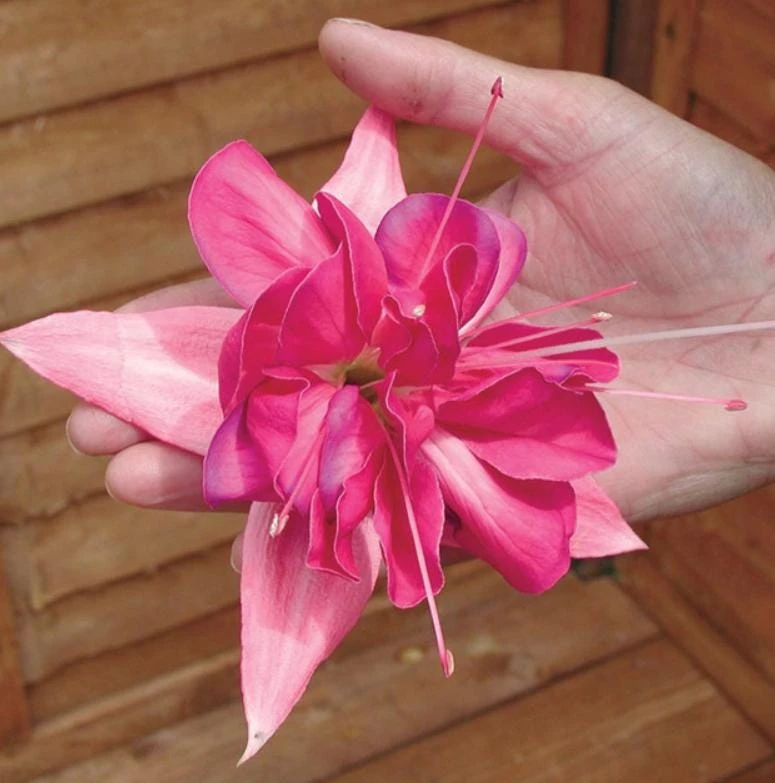 Bella Rosella Fuchsia Live Plant – 5" Pot – Pink Flowering Shade Plant - Image 3