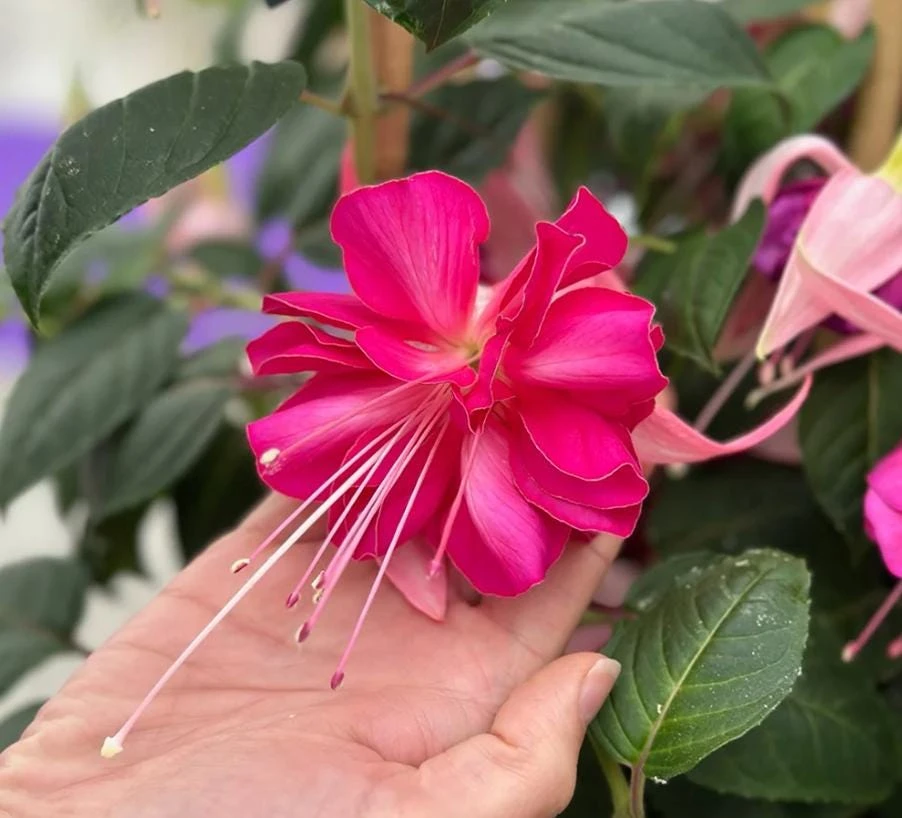 Bella Rosella Fuchsia Live Plant – 5" Pot – Pink Flowering Shade Plant - Image 4