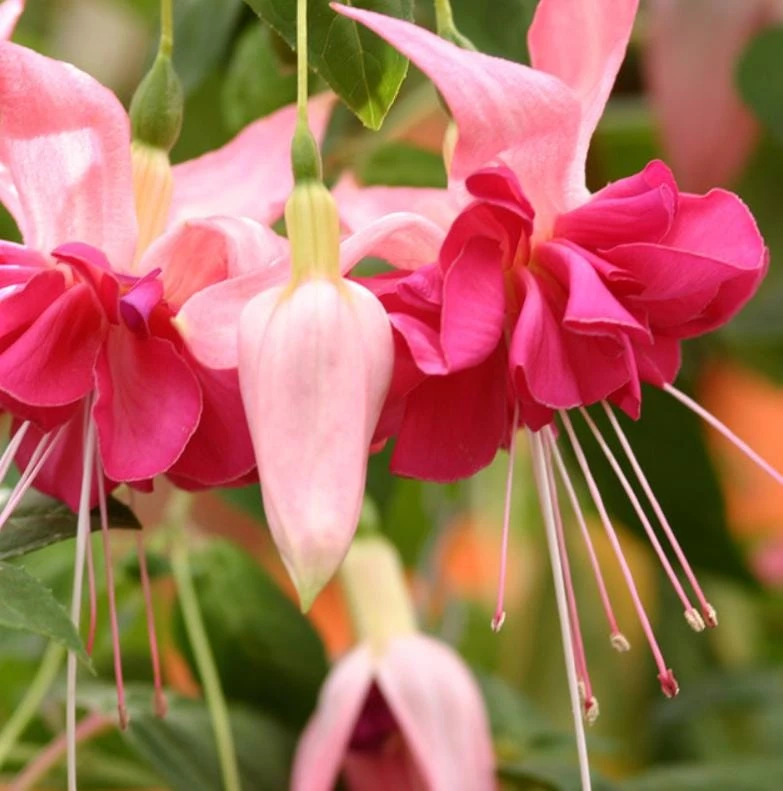 Bella Rosella Fuchsia Live Plant – 5" Pot – Pink Flowering Shade Plant - Image 5