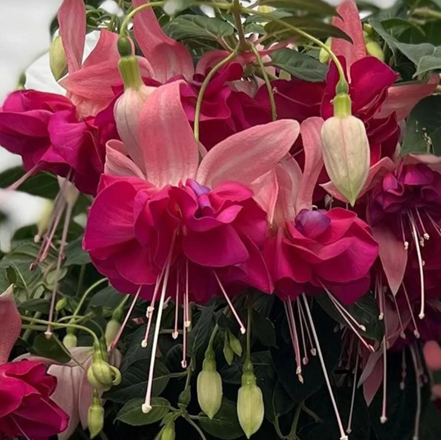 Bella Rosella Fuchsia Live Plant – 5" Pot – Pink Flowering Shade Plant - Image 1