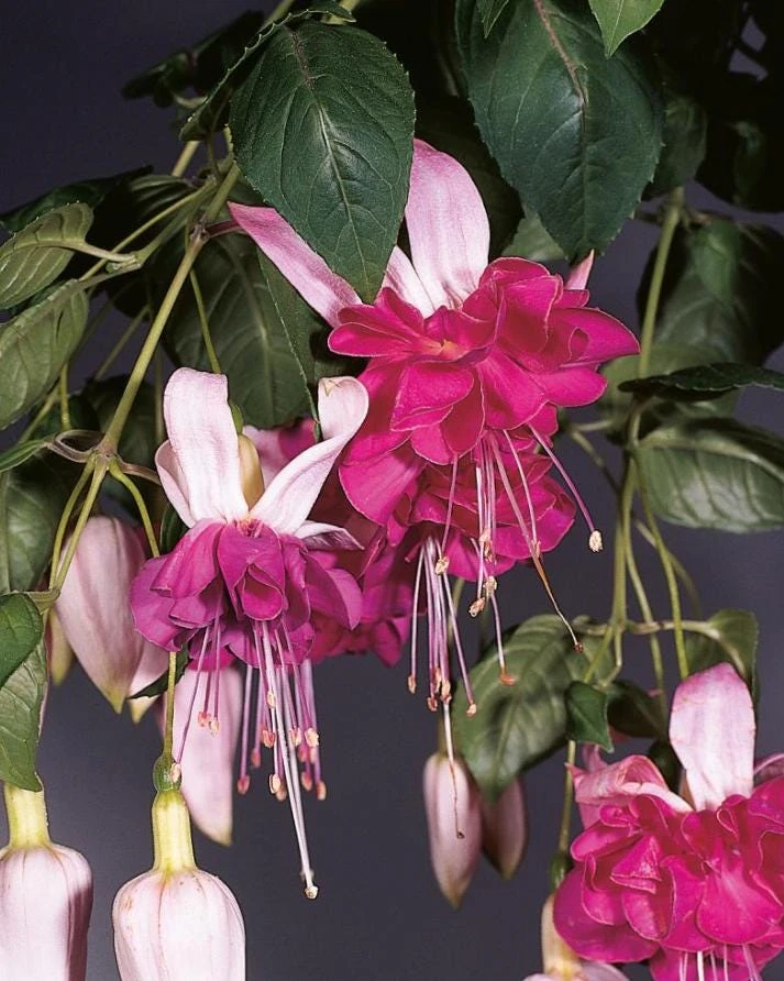 Bella Rosella Fuchsia Live Plant – 5" Pot – Pink Flowering Shade Plant - Image 7