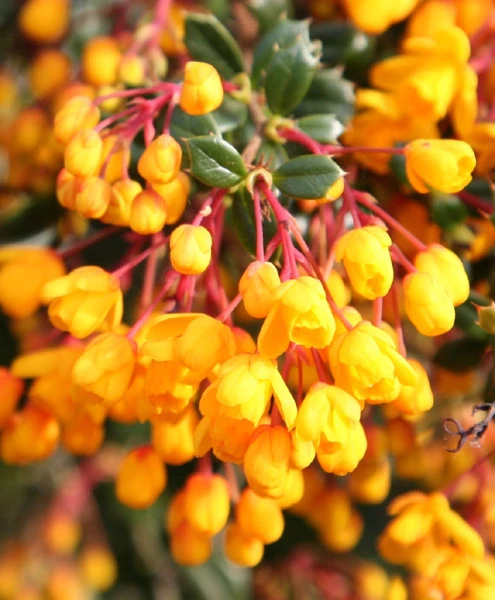 Berberis Darwinii Michay Barberry Seeds - 10 Count Pack for Outdoor Gardens - Image 1