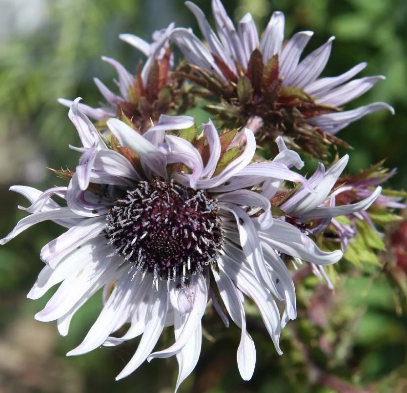 Berkheya Purpurea 'Zulu Warrior' Seeds - Perennial Flower - 20 Count Packet - Image 1
