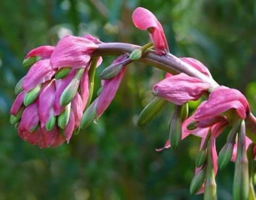 Beschorneria Mexican Lily Seeds - 6 Count Perennial Flower Seeds - Image 1