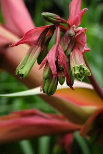 Beschorneria Yuccoides Seeds - Agave-like Perennial - 15 Count - Outdoor - Image 1
